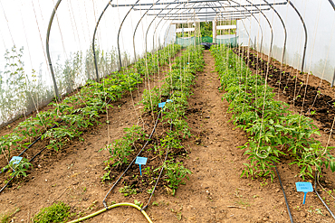 Henri's Field growing area, Schumacher College, Dartington Hall estate, Totnes, Devon, England, United Kingdom, Europe