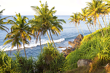 Tropical scenery of palm trees on a hillside by blue Indian Ocean, Mirissa, Sri Lanka, Asia