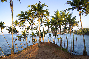 Tropical scenery of palm trees on a hillside by blue Indian Ocean, Mirissa, Sri Lanka, Asia