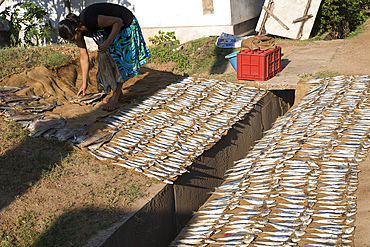 Woman drying fish on the ground, Mirissa, Sri Lanka, Asia