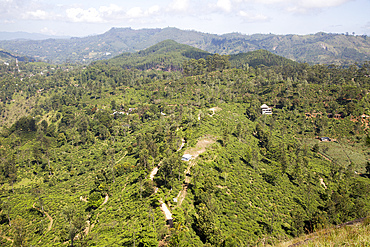 View over Newburgh tea estate, Ella, Badulla District, Uva Province, Sri Lanka, Asia