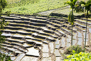 Paddy field rice farming terraces, Ella, Badulla District, Uva Province, Sri Lanka, Asia