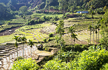 Paddy field rice farming terraces, Ella, Badulla District, Uva Province, Sri Lanka, Asia