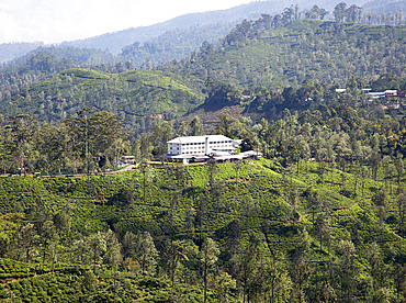 Newburgh tea factory and estate, Ella, Badulla District, Uva Province, Sri Lanka, Asia