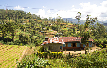 Intensive subsistence vegetable farming near Nuwara Eliya, Sri Lanka, Asia