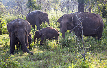 Wild elephants in Hurulu Eco Park biosphere reserve, Habarana, Anuradhapura District, Sri Lanka, Asia