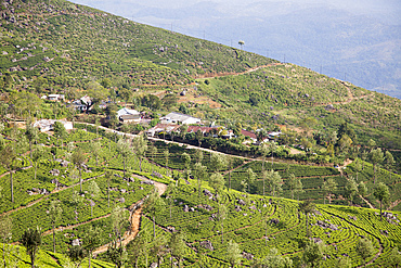 View over tea estate plantation, Haputale, Badulla District, Uva Province, Sri Lanka, Asia