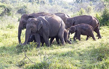 Wild elephants in Hurulu Eco Park biosphere reserve, Habarana, Anuradhapura District, Sri Lanka, Asia