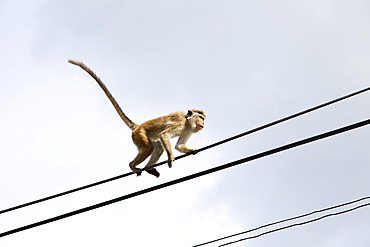 Toque macaque (Macaca sinica) monkey, Haputale, Badulla District, Uva Province, Sri Lanka, Asia