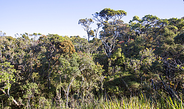 Cloud forest environment Horton Plains National Park, Sri Lanka, Asia