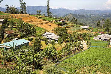 Landscape view of intensively cultivated valley sides, near Nuwara Eliya, Central Province, Sri Lanka, Asia