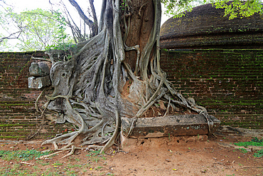 Close up of buttress roots of banyan tree, Polonnaruwa ancient city, North Central Province, Sri Lanka, Asia