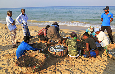 Sorting the catch on beach, traditional seine fishing, Nilavelli beach, near Trincomalee, Eastern province, Sri Lanka, Asia