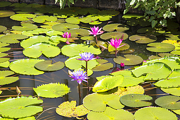 Nil Manel (blue water lily) (Nymphaea stellata) (Nymphaea nouchali) with pink flowers, Dambulla, Sri Lanka, Asia