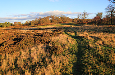 Winter landscape of deciduous trees and heather plants on heathland, Sutton Heath, Suffolk, England, United Kingdom, Europe