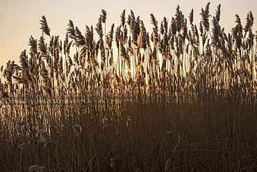 Reeds winter sunset, River Deben, Ramsholt, Suffolk, England, United Kingdom, Europe