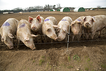 Free range pig farming, pork production, Shottisham, Suffolk, England, United Kingdom, Europe