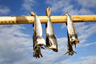 Cod fish drying outside on wooden pole, Svolvaer, Lofoten Islands, Nordland, Norway, Scandinavia, Europe