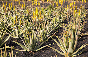 Aloe vera plants growing in field, Oliva, Fuerteventura, Canary Islands, Spain, Atlantic, Europe