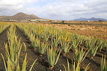 Aloe vera plants commercial cultivation, Tiscamanita, Fuerteventura, Canary Islands, Spain, Atlantic, Europe