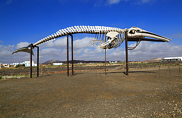 Sperm whale skeleton (Physeter macrocephalus), at Las Salinas del Carmen, Fuerteventura, Canary Islands, Spain, Atlantic, Europe