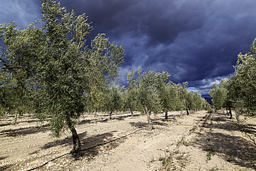 Landscape of dramatic storm clouds over olive trees, Uleila del Campo, Almeria, Andalusia, Spain, Europe