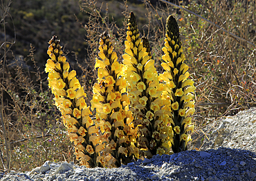 Yellow broomrape (Cistanche phelypaea), flowering in Paraje Natural de Karst en Yesos, Almeria, Andalusia, Spain, Europe
