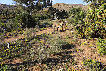 Botanical gardens at Rodalquilar, Cabo de Gata natural park, Almeria, Andalusia, Spain, Europe