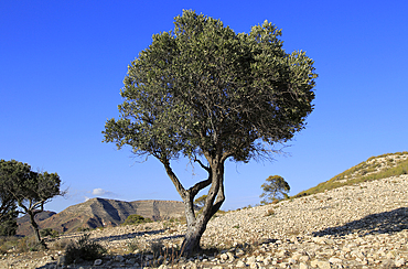 Olive tree in semi desert area near Rodalquilar, Cabo de Gata natural park, Almeria, Andalusia, Spain, Europe