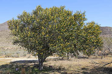 Mimosa tree (Acacia dealbata), Cabo de Gata natural park, Almeria, Andalusia, Spain, Europe