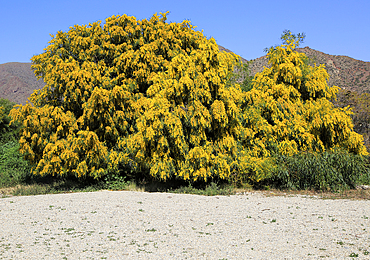 Yellow blossom of Mimosa tree (Acacia dealbata), Cabo de Gata natural park, Almeria, Andalusia, Spain, Europe