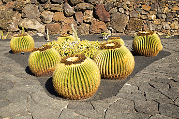 Jardin de Cactus designed by Cesar Manrique, Guatiza, Lanzarote, Canary Islands, Spain, Atlantic, Europe