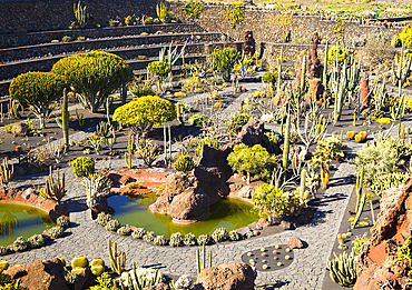 Cactus plants inside Jardin de Cactus designed by Cesar Manrique, Guatiza, Lanzarote, Canary Islands, Spain, Atlantic, Europe