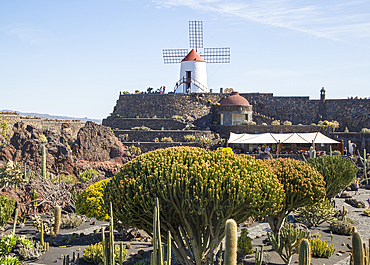 Cactus plants and windmill Jardin de Cactus designed by Cesar Manrique, Guatiza. Lanzarote, Canary Islands, Spain, Atlantic, Europe