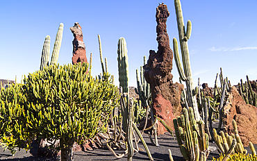 Cactus plants inside Jardin de Cactus designed by Cesar Manrique, Guatiza, Lanzarote, Canary Islands, Spain, Atlantic, Europe