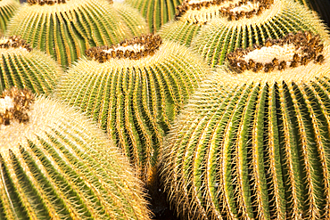 Cactus plants inside Jardin de Cactus designed by Cesar Manrique, including Echinocactus grusonii from Mexico, Guatiza, Lanzarote, Canary Islands, Spain, Atlantic, Europe