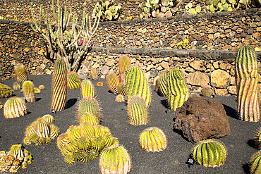 Cactus plants inside Jardin de Cactus designed by Cesar Manrique, Guatiza, Lanzarote, Canary Islands, Spain, Atlantic, Europe