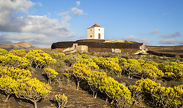 Molino Viejo windmill landscape Kleinia Nerifolia plants, Yaiza Lanzarote, Canary Islands, Spain, Atlantic, Europe