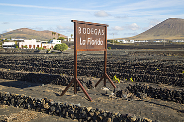 Bodegas La Florida, La Geria vineyard tourist attraction for sampling and buying wine, San Bartolome, Lanzarote, Canary Islands, Spain, Atlantic, Europe