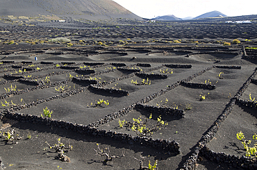 Grape vines growing in black volcanic pits in La Geria, Lanzarote, Canary Islands, Spain, Atlantic, Europe