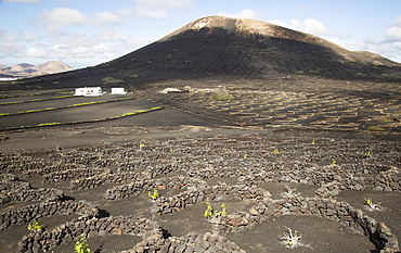 Grape vines growing in black volcanic soil in protected enclosed pits, La Geria, Lanzarote, Canary Islands, Spain, Atlantic, Europe