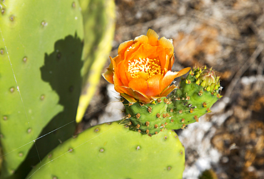 Flower of opuntia ficus-indica (prickly pear) cactus crop for cochineal production, Mala, Lanzarote, Canary Islands, Spain, Atlantic, Europe