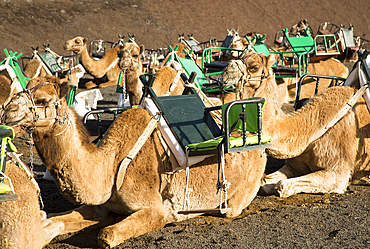 Camels in Parque Nacional de Timanfaya, Echadero de los Camellos, national park, Lanzarote, Canary Islands, Spain, Atlantic, Europe