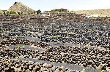 Dry stone walls and grapevines in sheltered enclosures, La Quemada de Orzola volcano, near Orzola, Lanzarote, Canary Islands, Spain, Atlantic, Europe