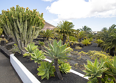 Cactus plants in garden at Fundacion Cesar Manrique, Taro de Tahíche, Lanzarote, Canary islands, Spain, Atlantic, Europe