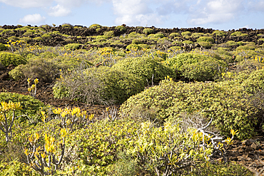 Euphorbia balsamifera and Kleinia Nerifolia growing on lava flows, Malpais de Corona, Lanzarote, Canary Islands, Spain, Atlantic, Europe