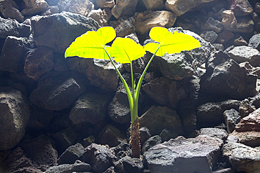 Close-up of plant, Cueva de Los Verdes, cave tourist attraction in lava pipe tunnel, Lanzarote, Canary Islands, Spain, Atlantic, Europe