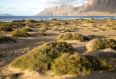 Late afternoon light on beach and cliffs La Caleta de Famara, Lanzarote, Canary islands, Spain, Atlantic, Europe