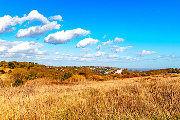 Scenic view of a dry grassland with scattered bushes under a blue sky with fluffy clouds, with a hint of a town in the distance, chalk cliffs on the Sussex coast, East Sussex, England, United Kingdom, Europe