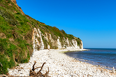 Scenic view of a white chalk cliff by the sea with a pebble beach under a clear blue sky, Flamborough, Yorkshire, England, United Kingdom, Europe